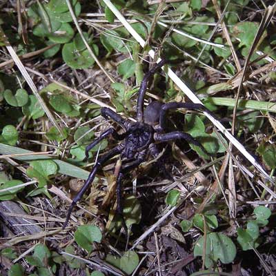 spider02